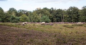 Natuur Eerde